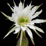 Trichocereus thelegonoides